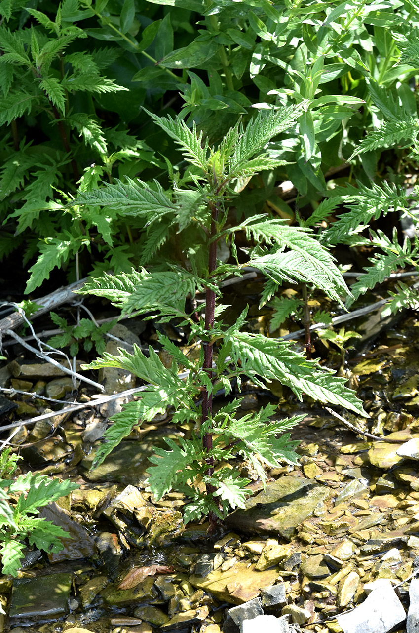 Image of Lycopus exaltatus specimen.