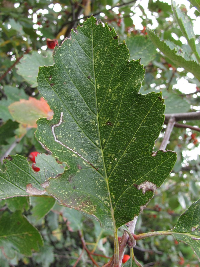 Изображение особи Sorbus tauricola.