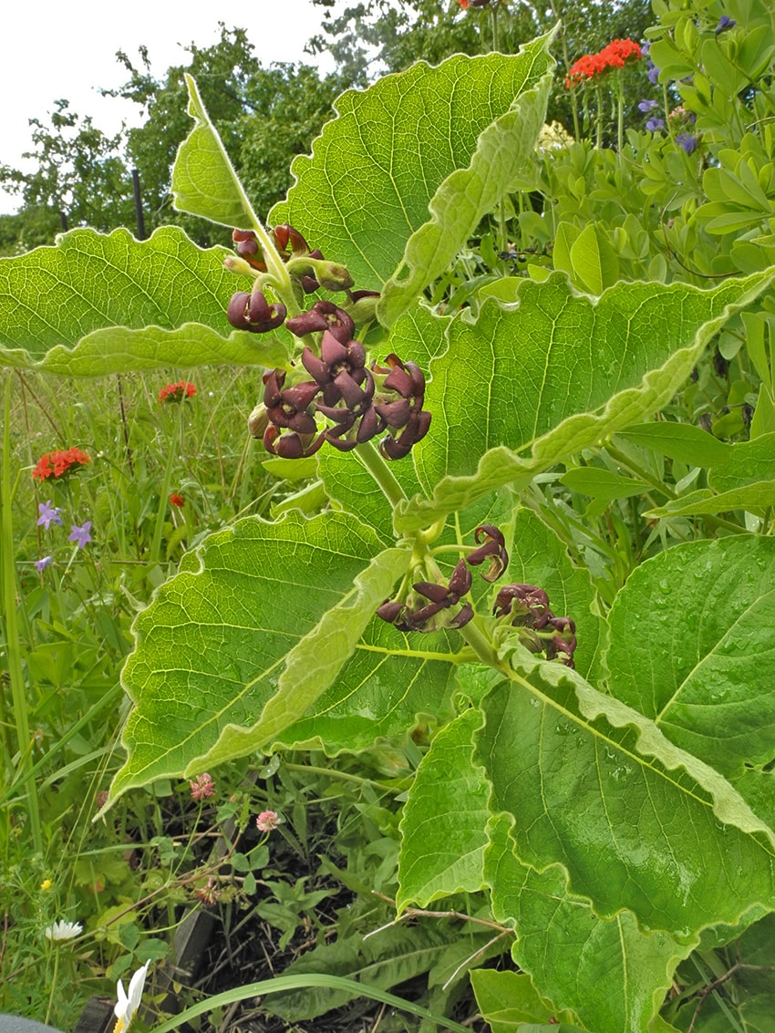 Изображение особи Vincetoxicum atratum.