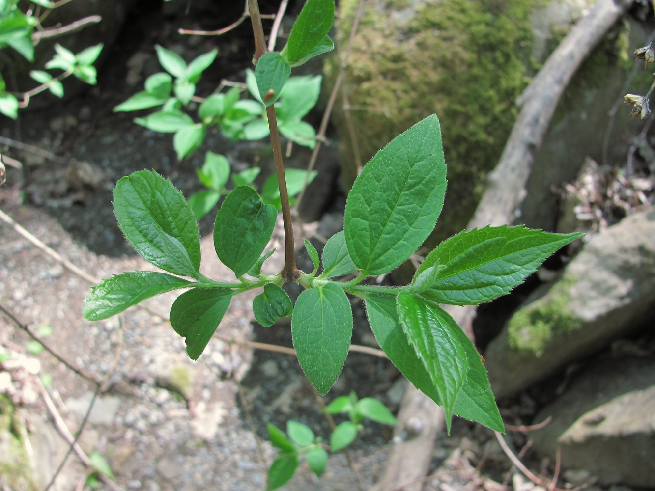 Изображение особи Philadelphus caucasicus.