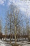 Populus tremula. Взрослые деревья. Санкт-Петербург, Приморский р-н, парк им. 300-летия Санкт-Петербурга, в культуре. 28.03.2021.