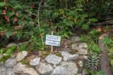 Abutilon megapotamicum