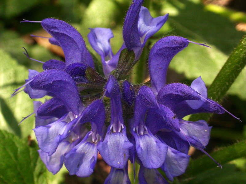 Изображение особи Salvia pratensis.