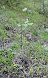 Sorbus persica