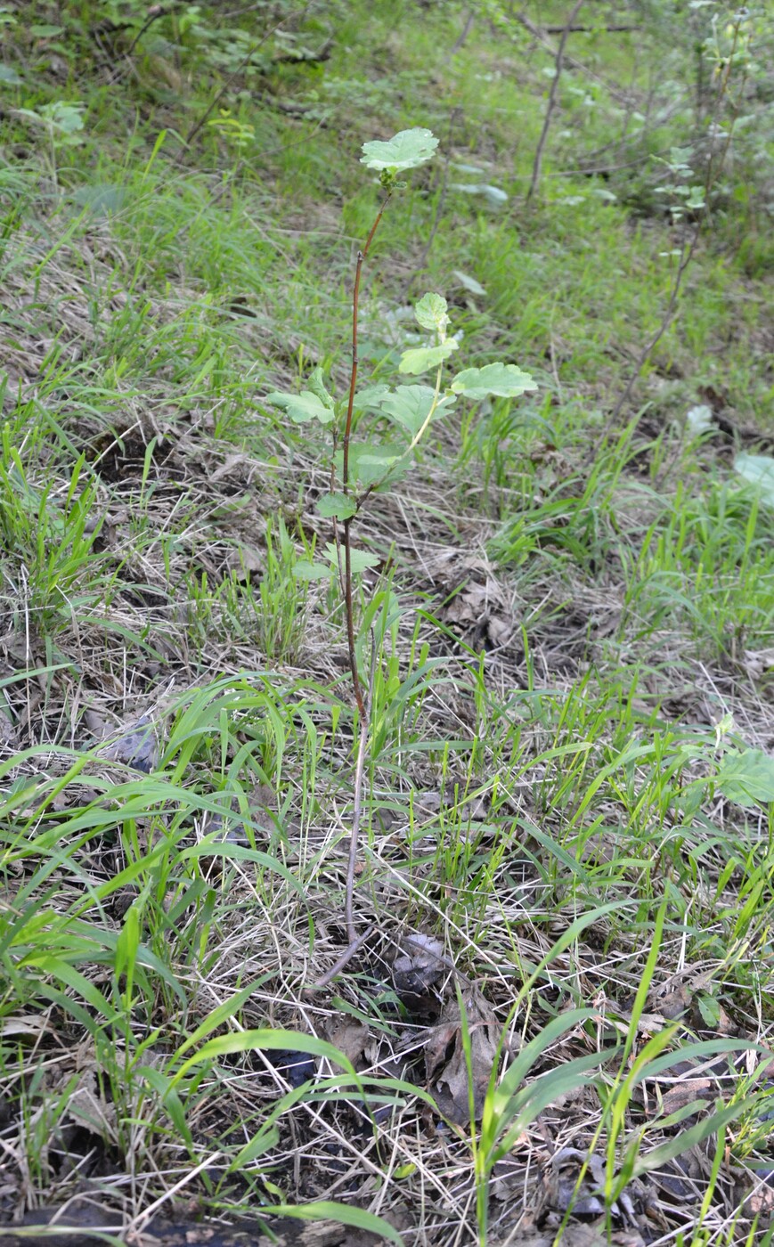 Изображение особи Sorbus persica.