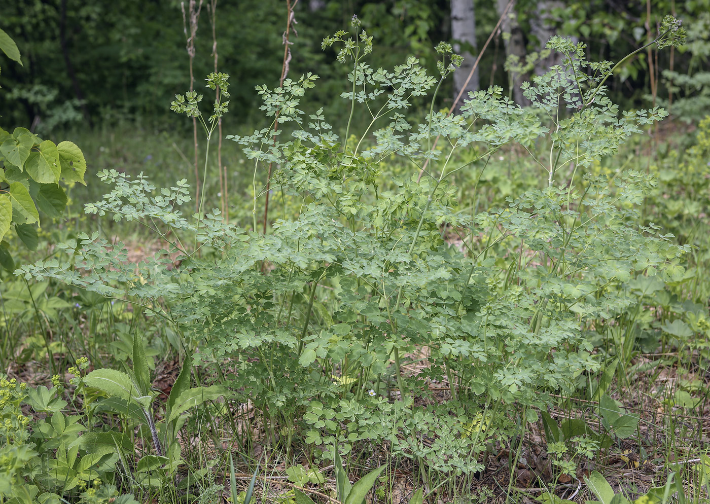 Image of Thalictrum minus specimen.