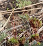 Bryum caespiticium. Спороносящие растения на вынутых фрагментах почвы. Алтайский край, Благовещенский р-н, окр. пос. Степное Озеро, берег Кучукского озера, уступ на границе полынно-ковыльной степи и тростниковых зарослей. 09.05.2021.