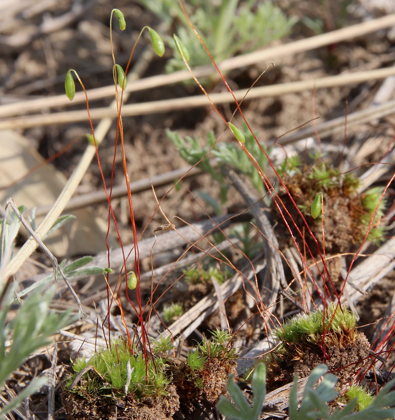 Image of Bryum caespiticium specimen.