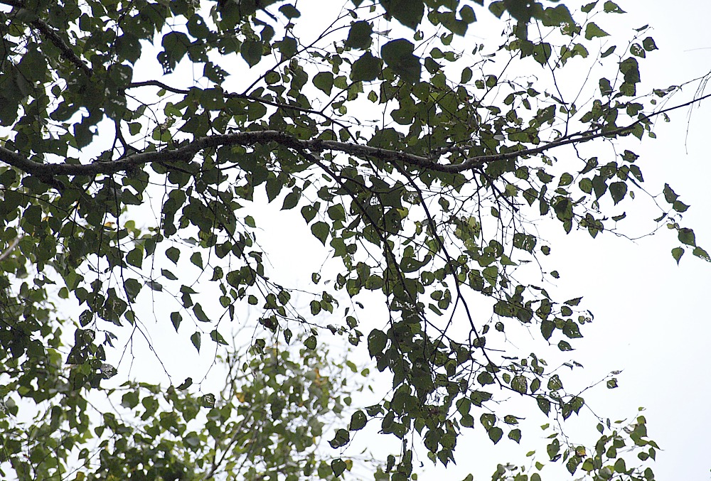 Image of genus Betula specimen.