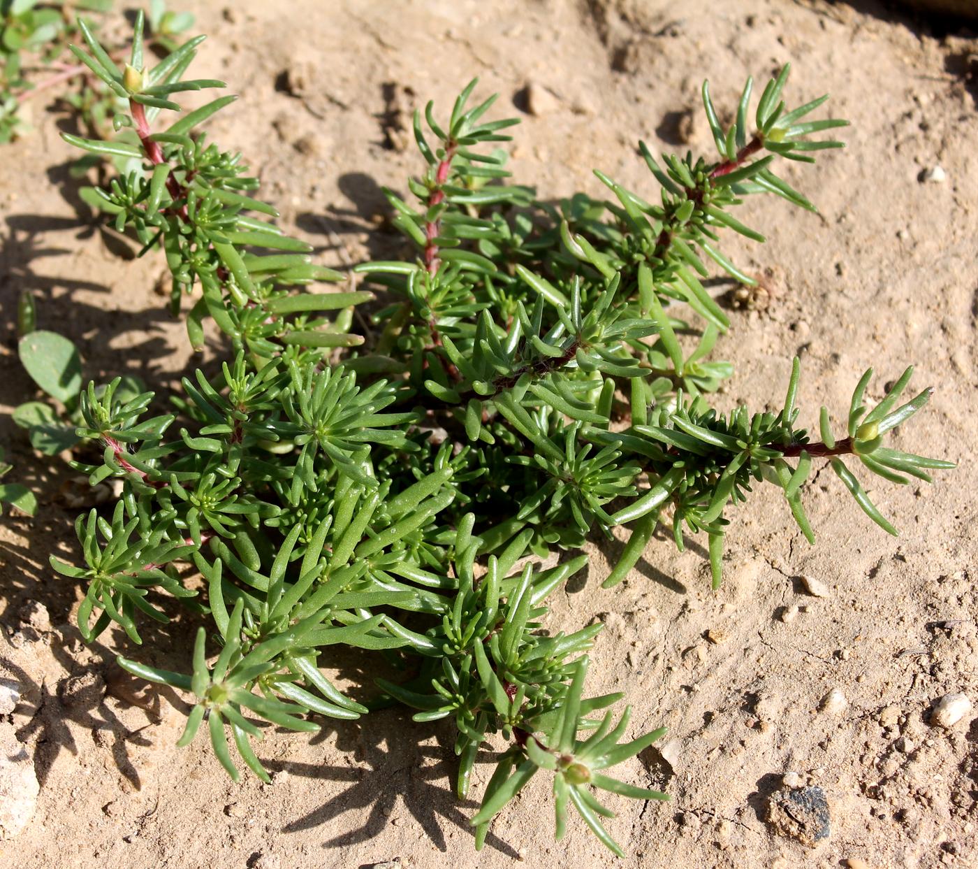 Image of Portulaca grandiflora specimen.