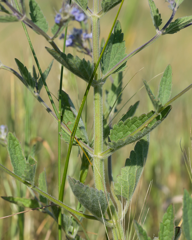 Изображение особи Nepeta parviflora.