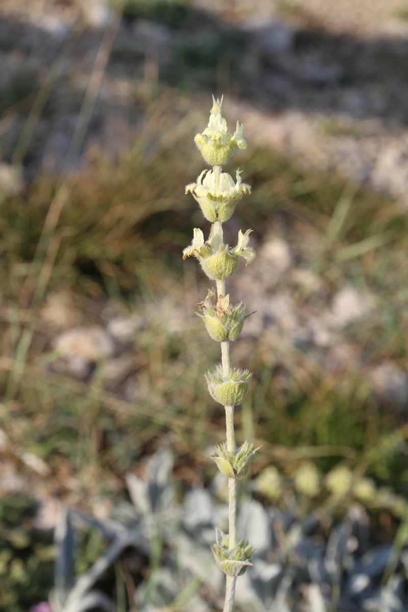 Изображение особи Sideritis catillaris.