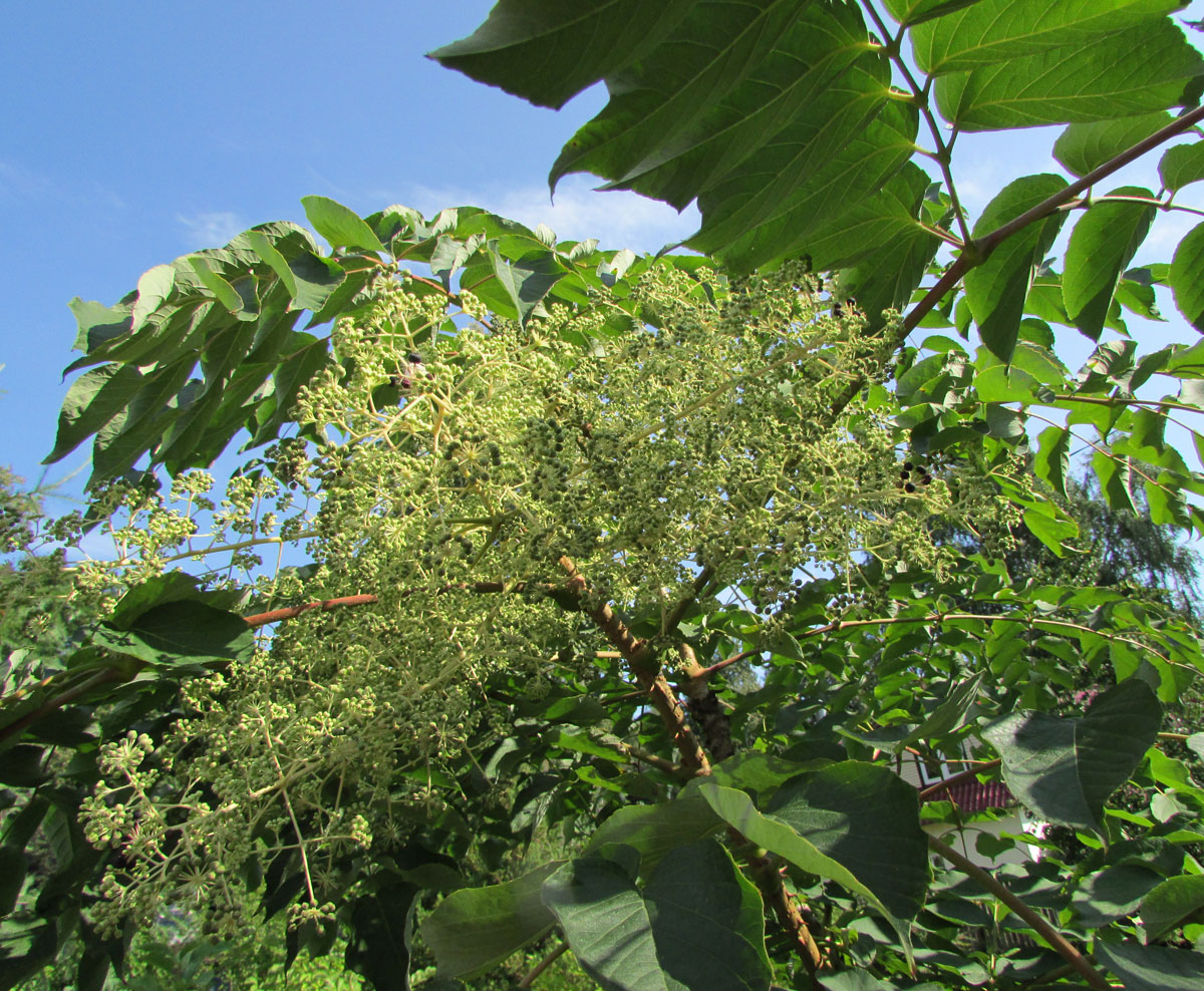 Image of Aralia spinosa specimen.