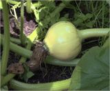 Cucurbita maxima