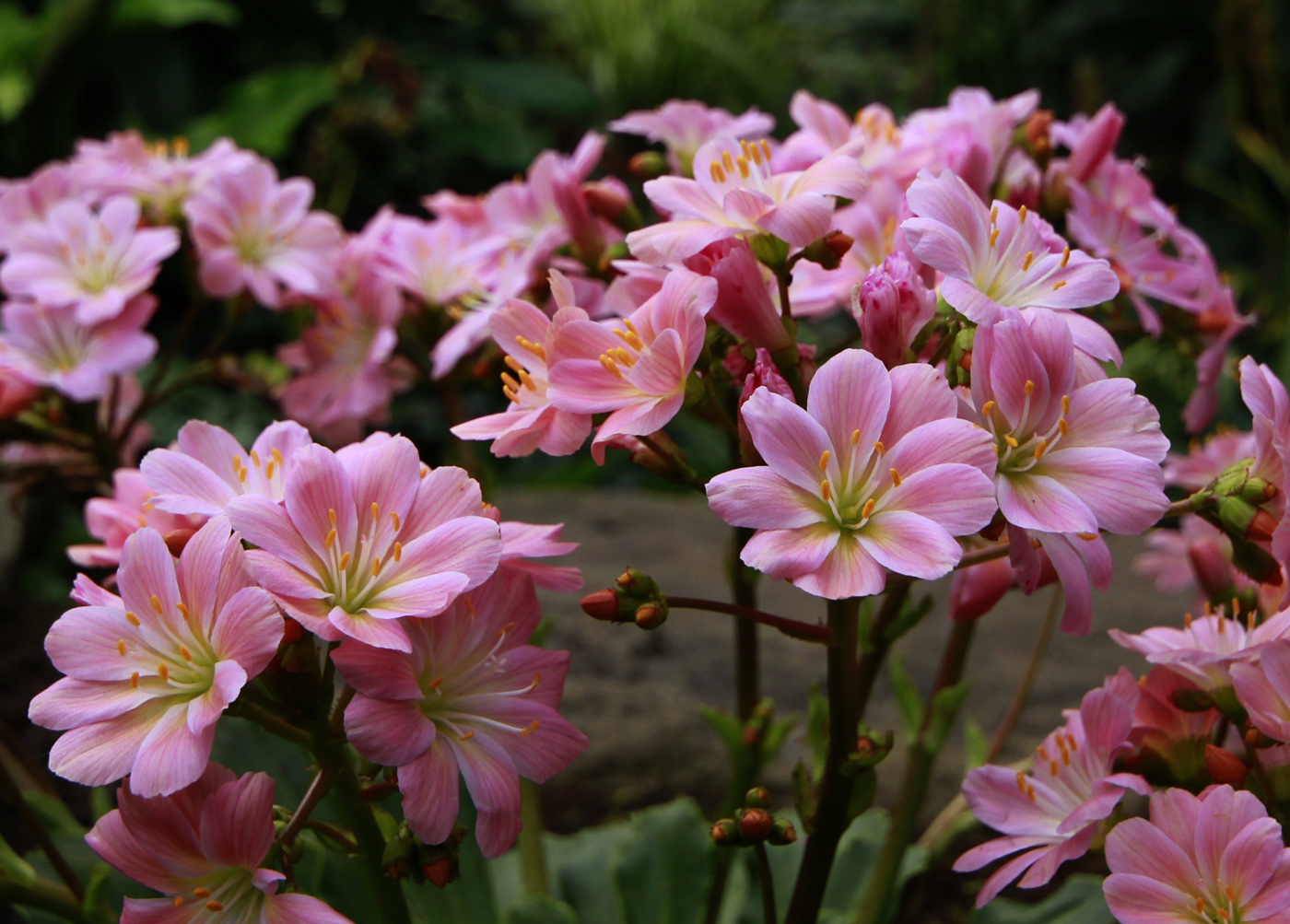 Изображение особи Lewisia cotyledon.