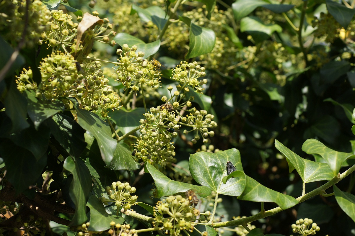 Изображение особи Hedera helix.