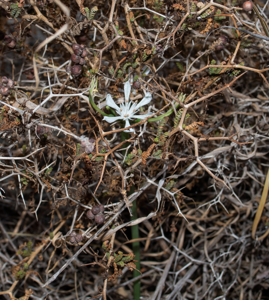 Image of Vagaria parviflora specimen.