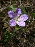 Geranium wlassovianum