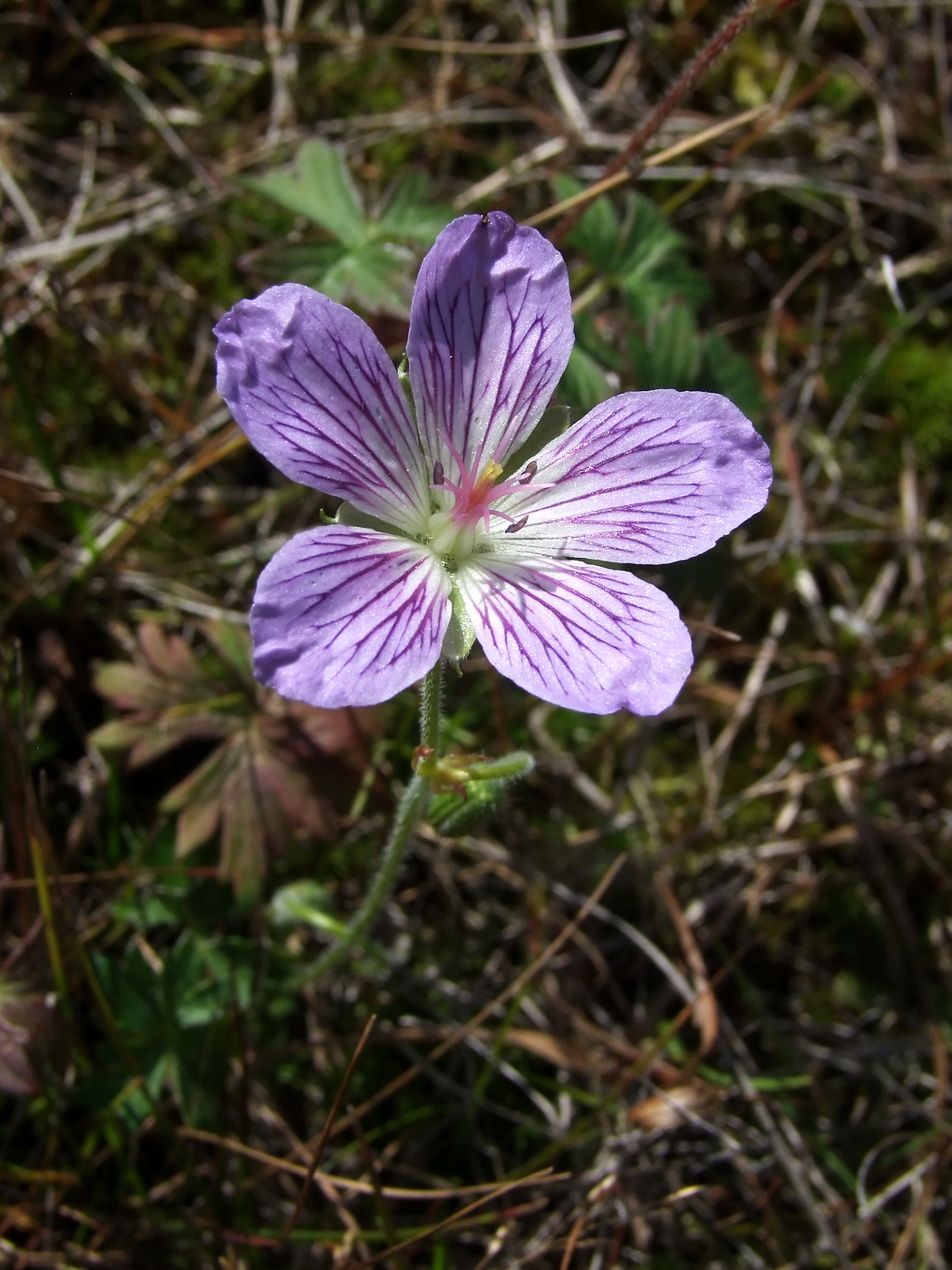 Image of Geranium wlassovianum specimen.