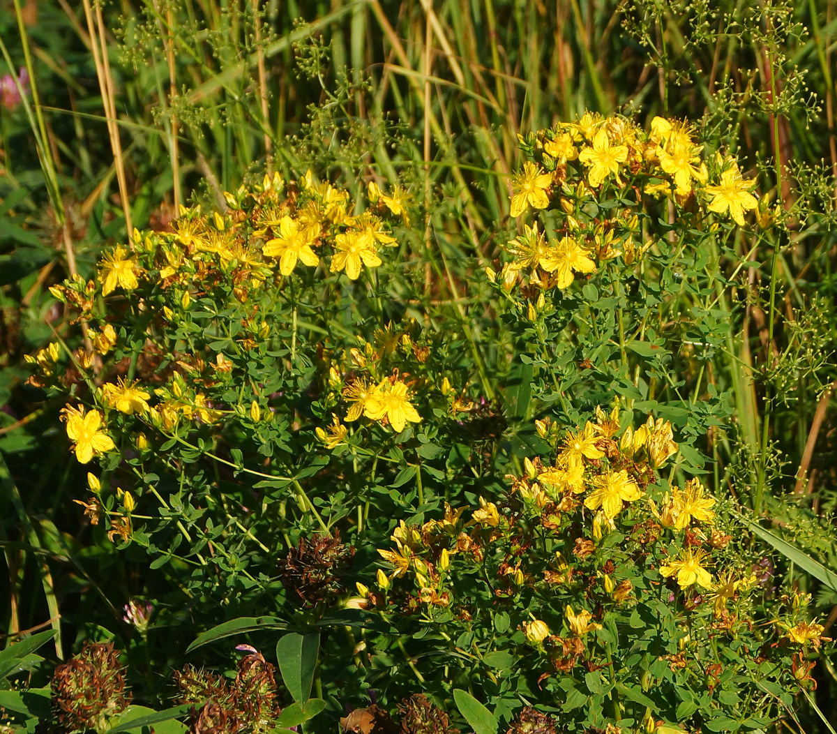 Image of Hypericum perforatum specimen.