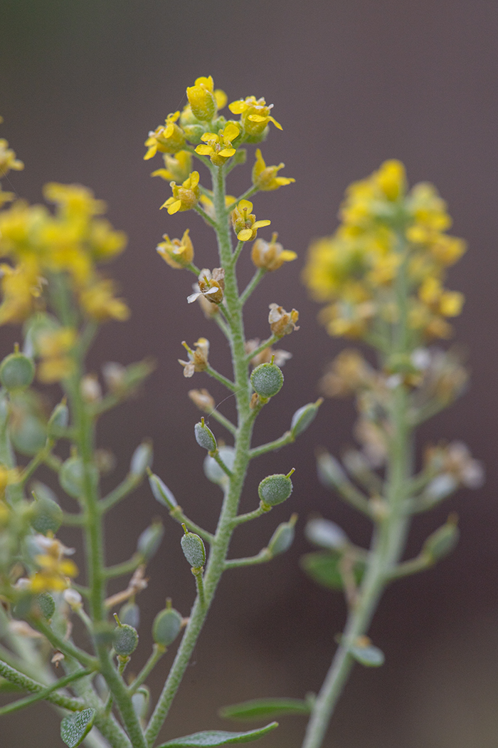 Изображение особи Odontarrhena muralis.