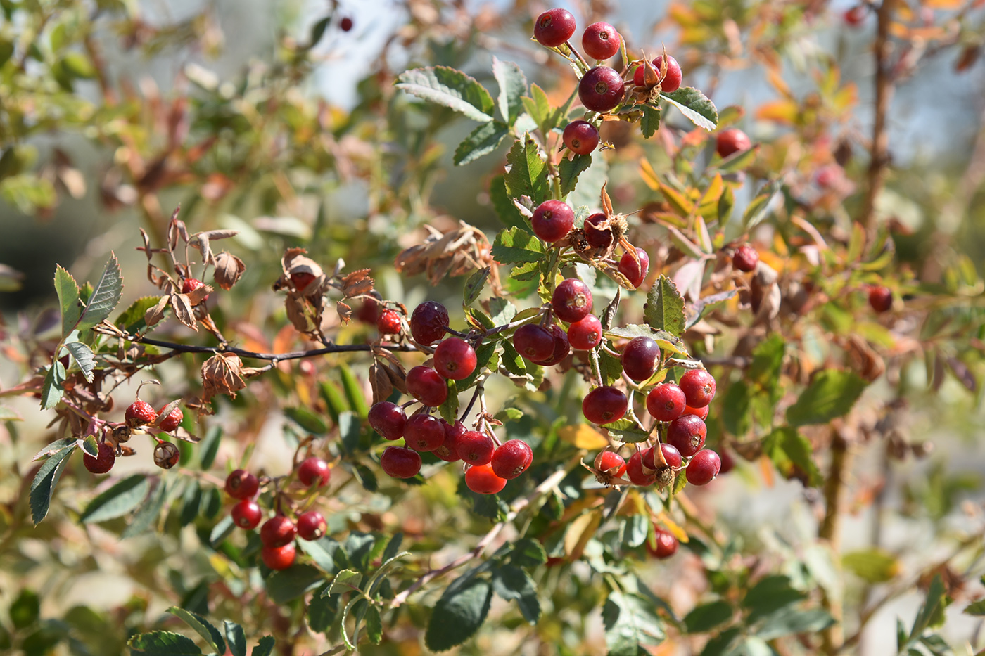 Image of Rosa beggeriana specimen.