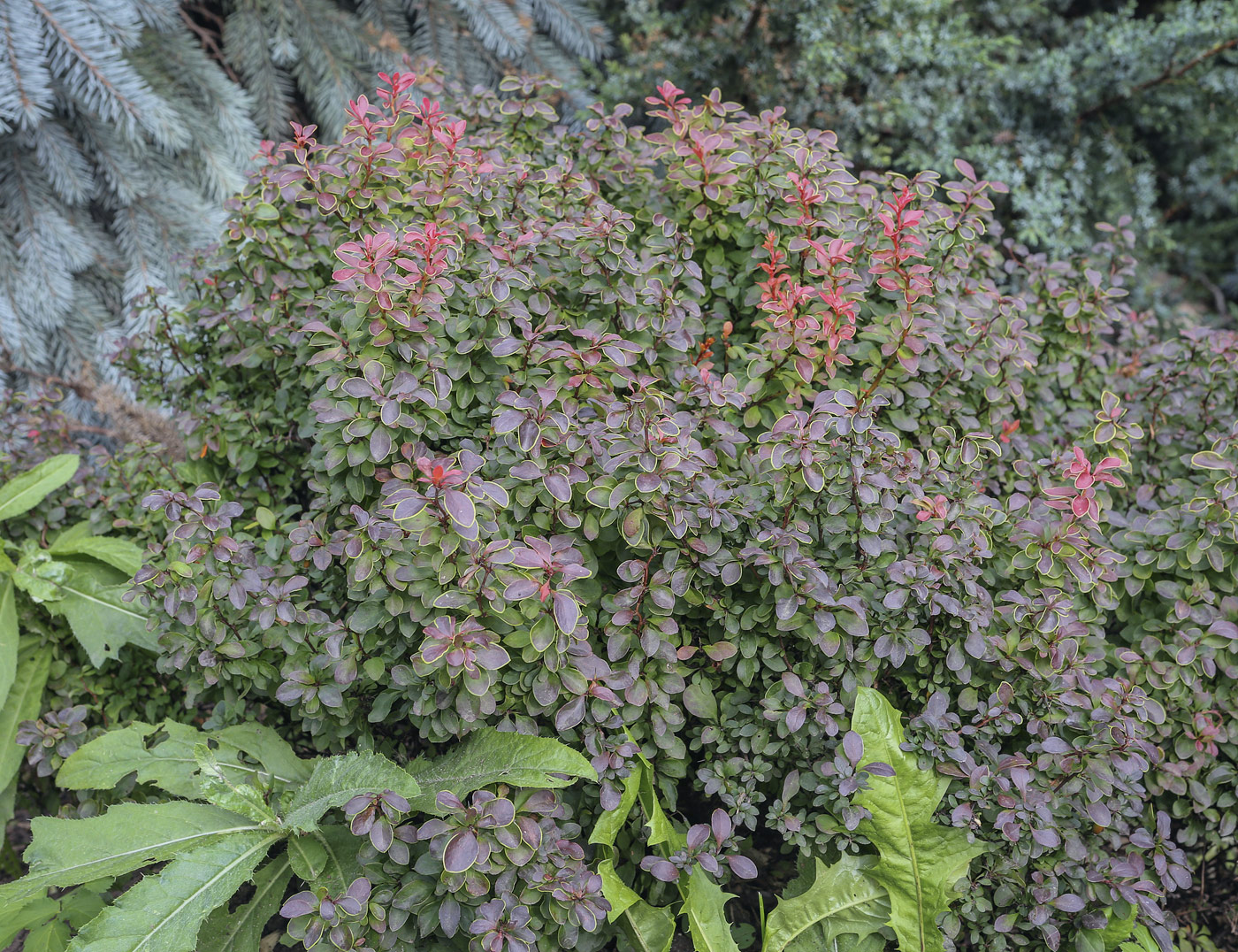 Image of Berberis thunbergii specimen.