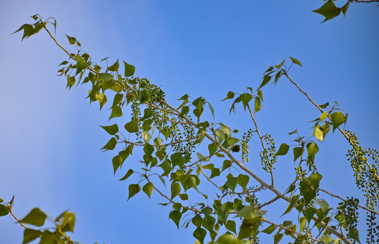 Изображение особи Populus nigra.