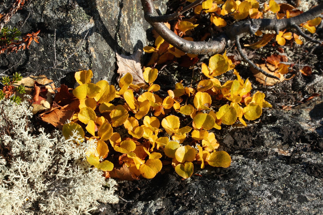 Изображение особи Salix herbacea.