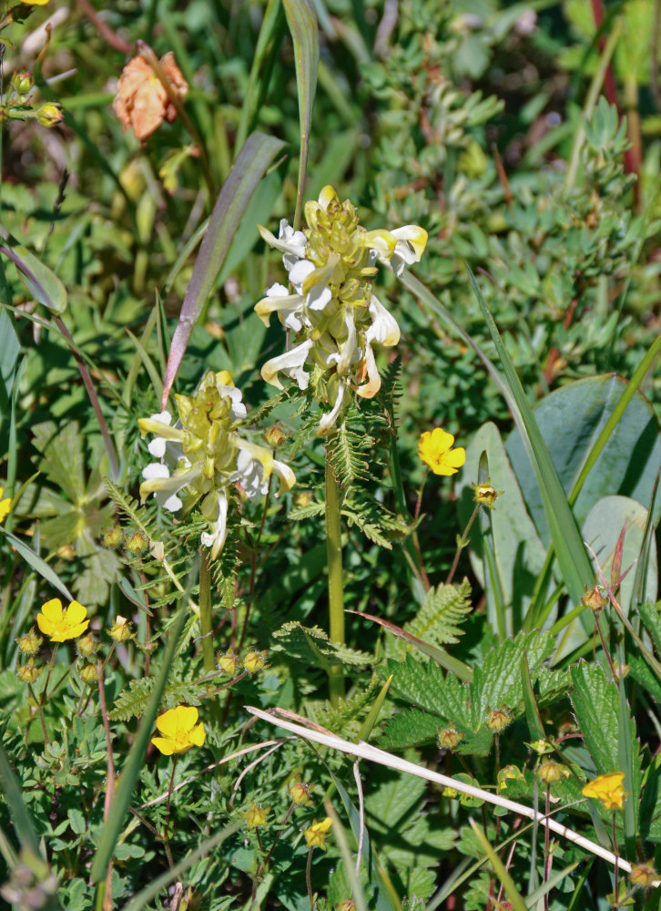 Image of Pedicularis compacta specimen.