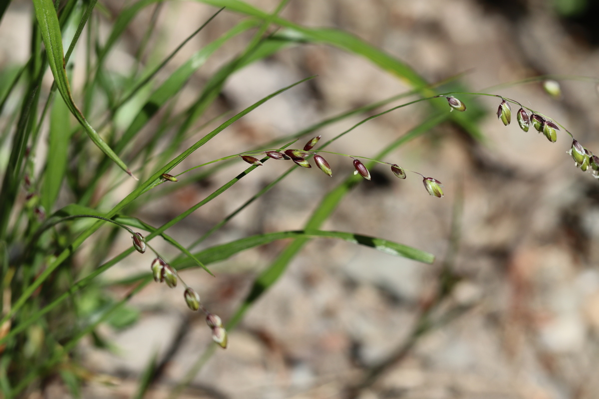 Image of Melica nutans specimen.