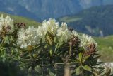 Rhododendron caucasicum. Верхушки цветущих и плодоносящих растений. Краснодарский край, Кавказский биосферный заповедник, окр. пер. Аишха, субальпийский луг. 20.07.2021.