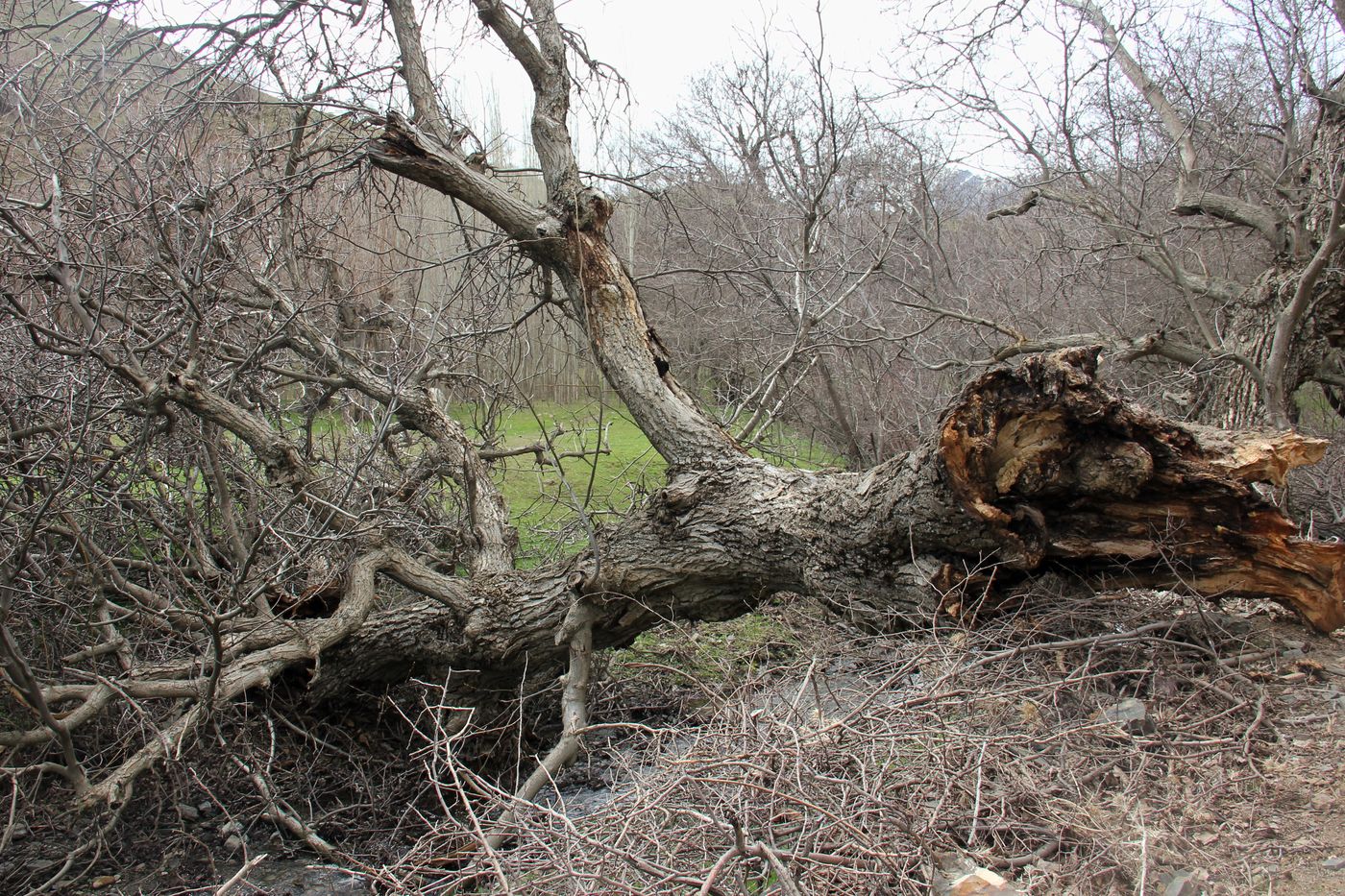 Изображение особи Juglans regia.