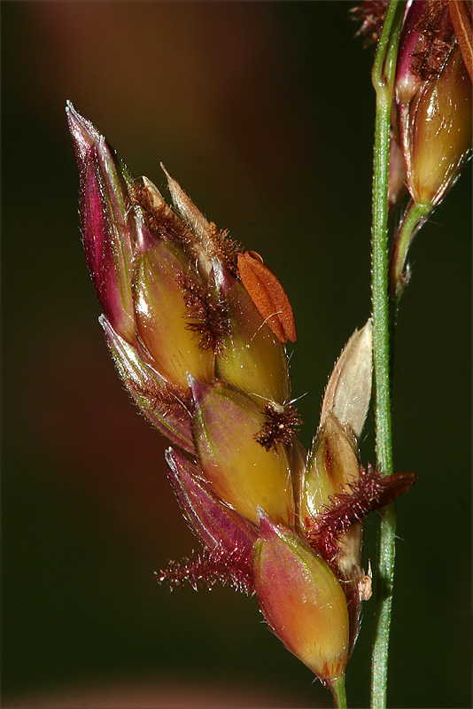 Изображение особи Sorghum × drummondii.