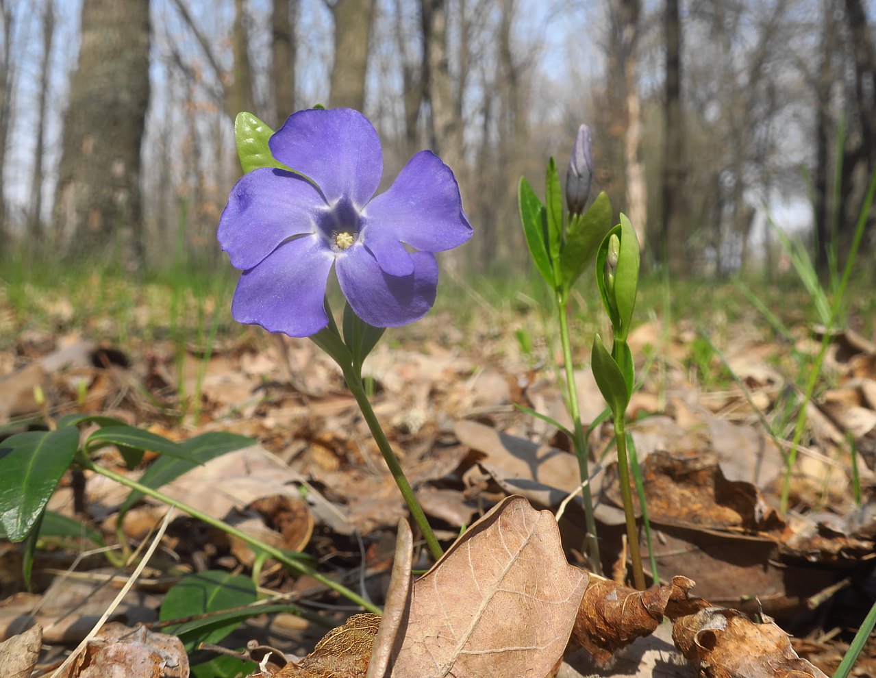 Image of Vinca minor specimen.