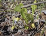 Viola mirabilis. Растение в начале цветения. Пермский край, Кунгурский р-н, окр. с. Плехановское, ур. Спасская гора, разнотравный луг. 07.05.2022.