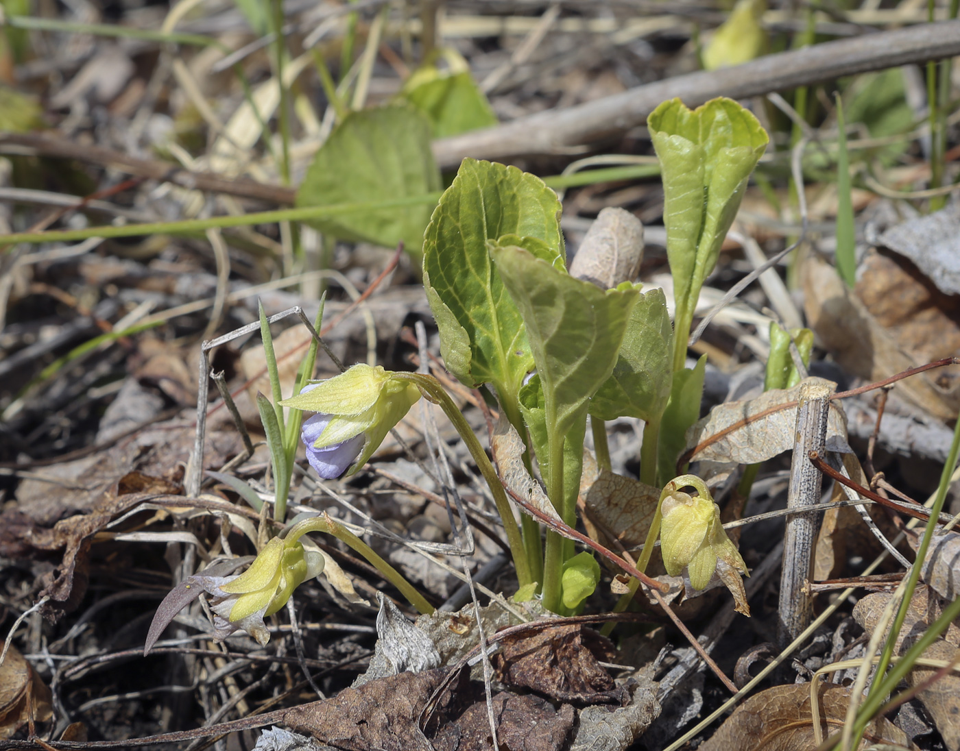 Изображение особи Viola mirabilis.