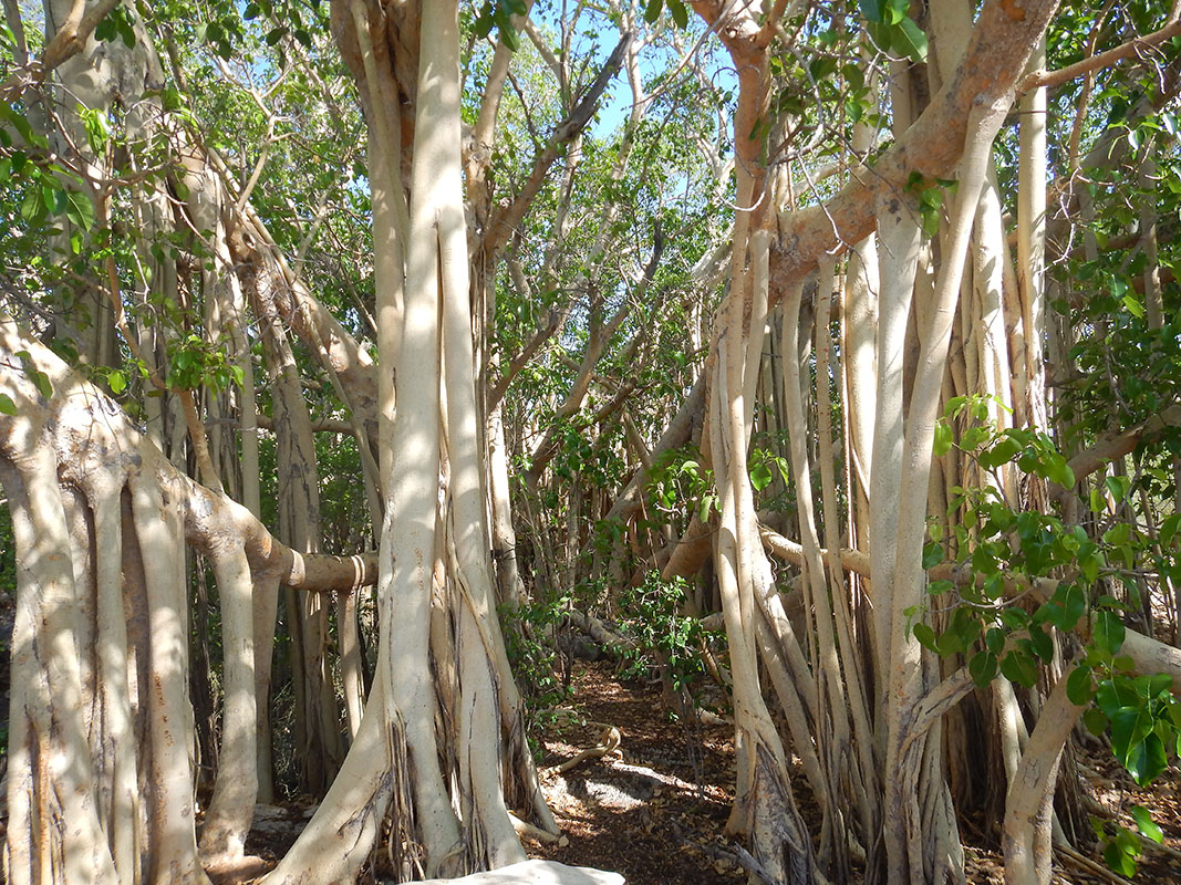 Изображение особи Ficus grevei.