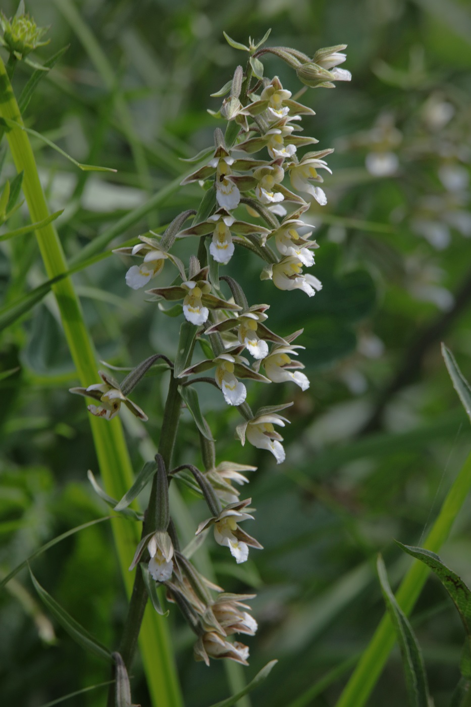 Изображение особи Epipactis palustris.