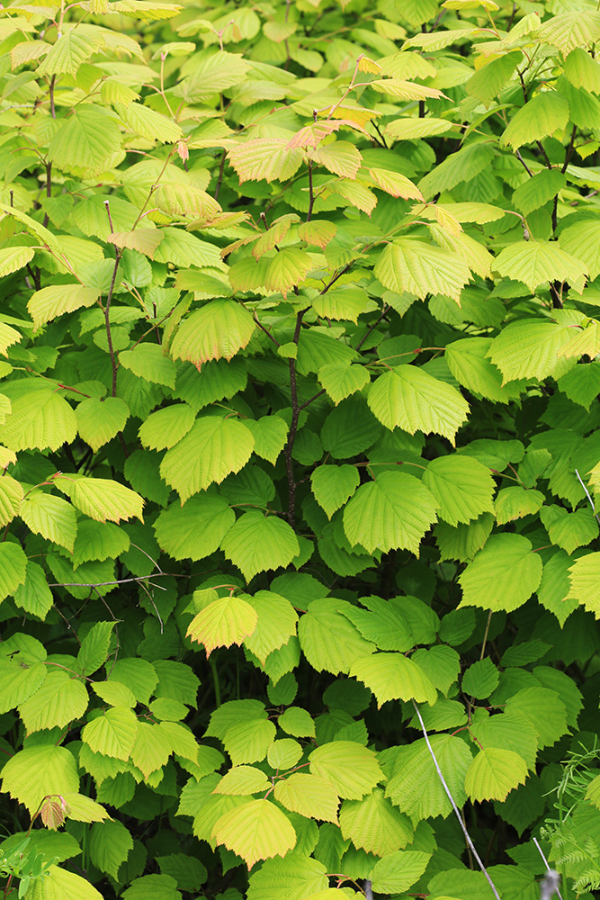 Image of Corylus mandshurica specimen.