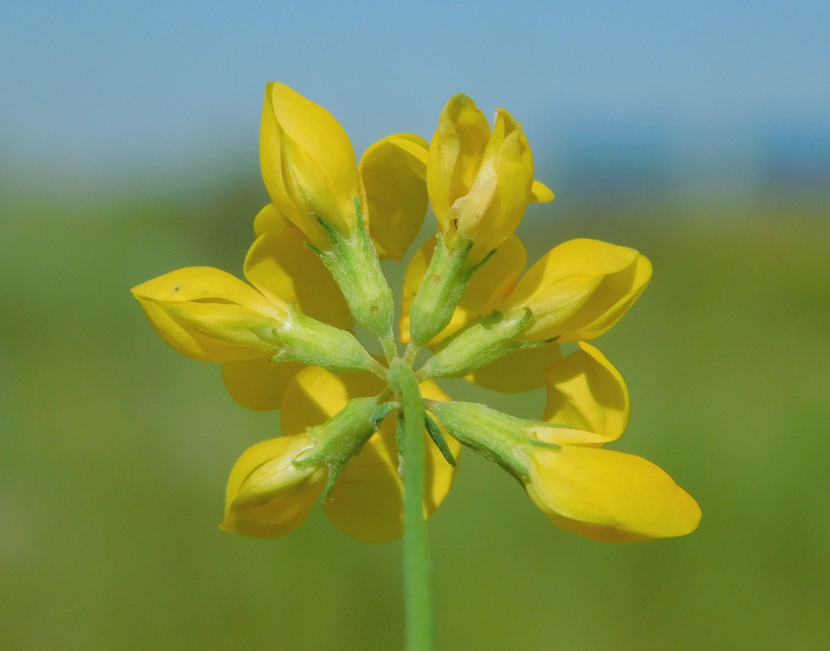 Изображение особи Lotus &times; ucrainicus.