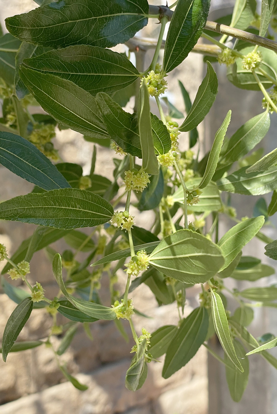 Image of Ziziphus jujuba specimen.