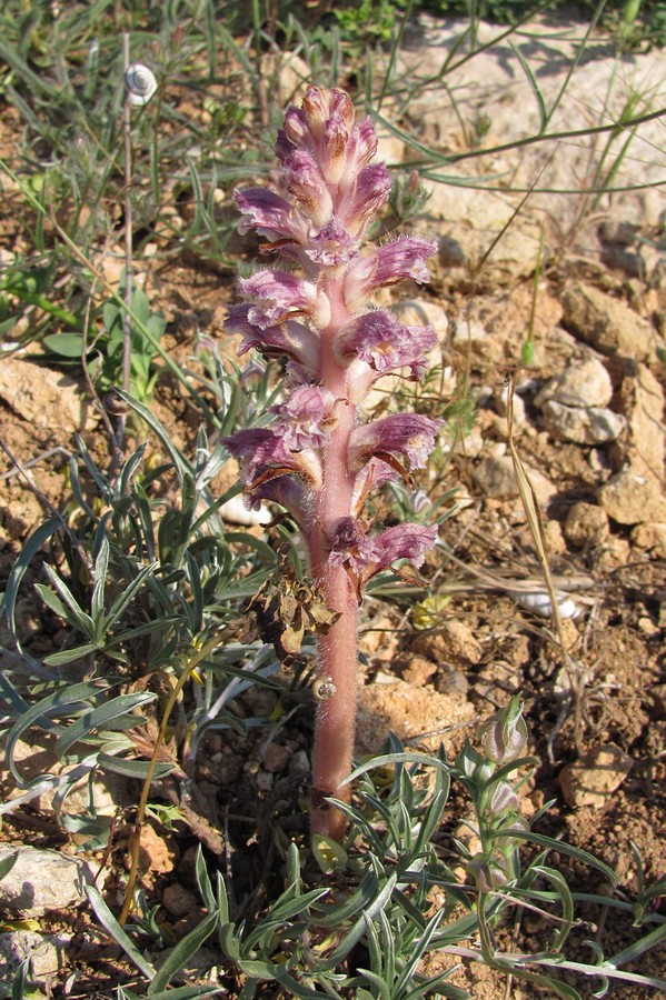 Изображение особи Orobanche pubescens.