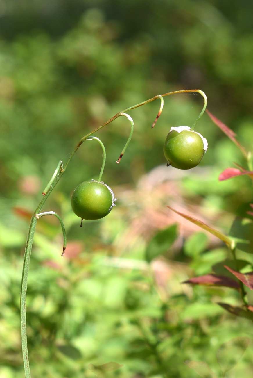 Изображение особи Convallaria majalis.