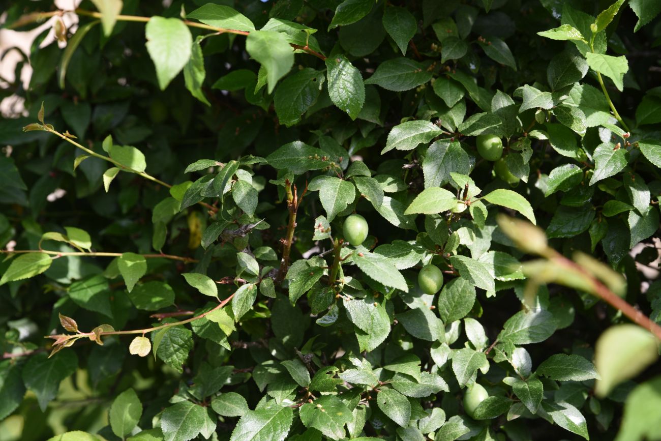 Image of Prunus cerasifera specimen.
