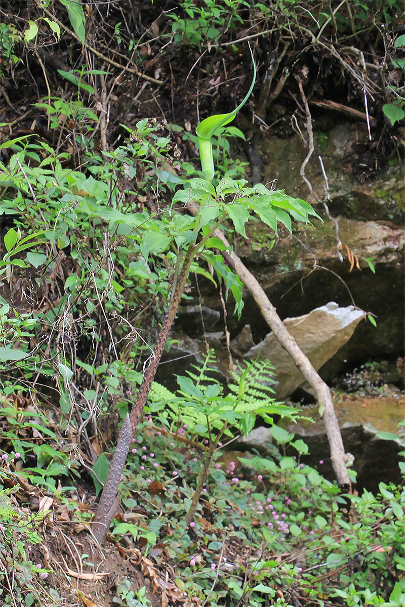 Image of Arisaema tortuosum specimen.