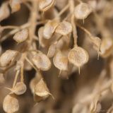 Odontarrhena borzaeana