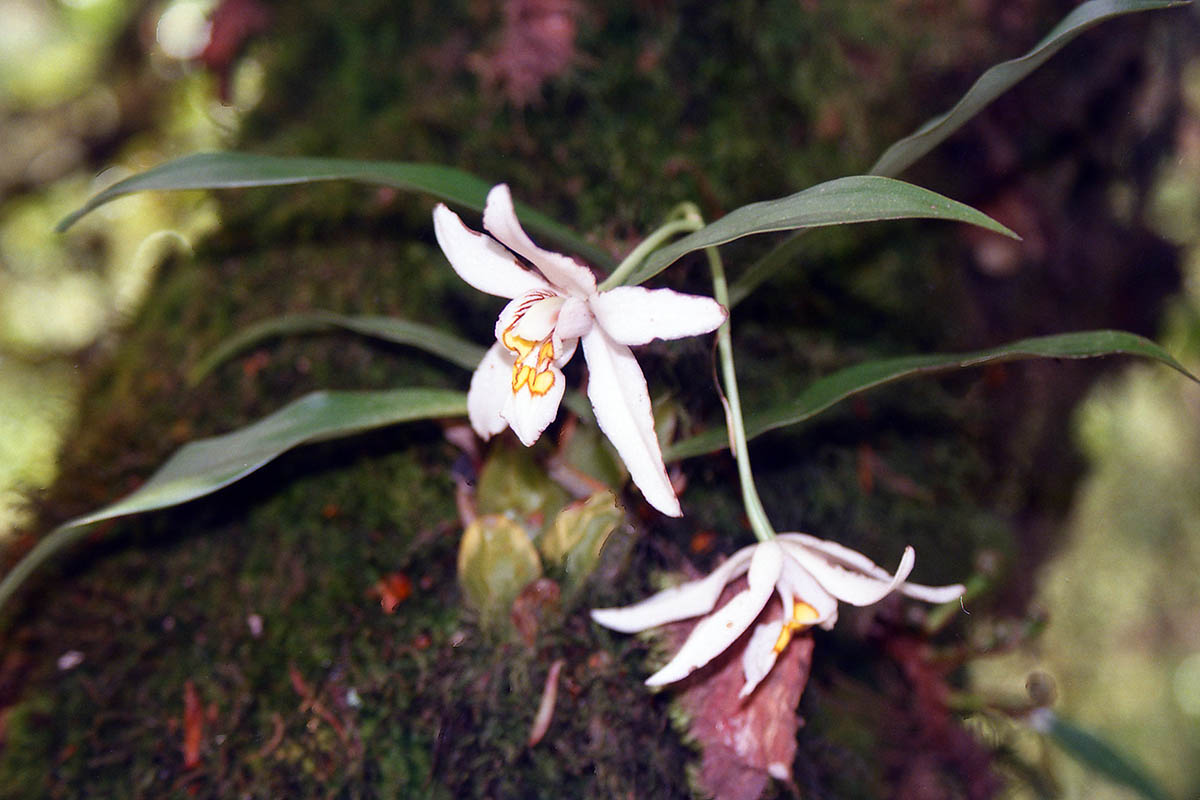 Изображение особи род Coelogyne.