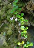 Linnaea borealis. Цветущее растение. Норвегия, Люсе-фьорд, Прекестулен, опушка смешанного леса. 02.07.2008.