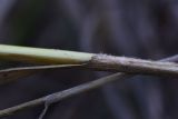 Carex hirta